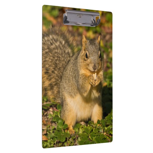 Grey Squirrel, eten, pinda, Crystal Springs Klembord (Rechts)