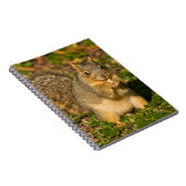 Grey Squirrel, eten, pinda, Crystal Springs Notitieboek (Rechterzijde)