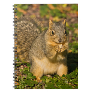 Grey Squirrel, eten, pinda, Crystal Springs Notitieboek