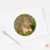Grey Squirrel, eten, pinda, Crystal Springs Ronde Sticker (Envelop)