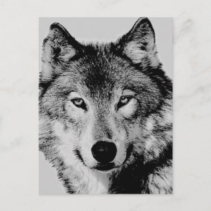 Grey Wolf Eyes Briefkaart