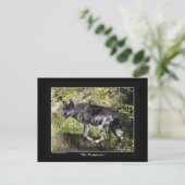 Grey Wolf Post Kaart (Staand voorkant)