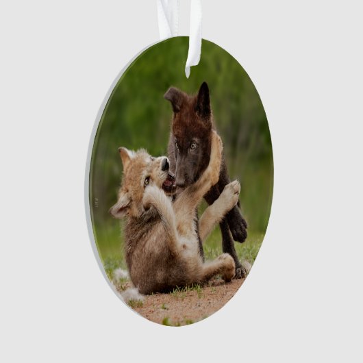 Grey Wolf Pups Worstelen Ornament (voorkant)