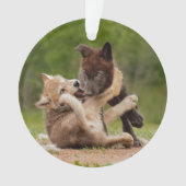 Grey Wolf Pups Worstelen Ornament (voorkant)