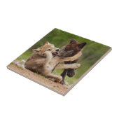 Grey Wolf Pups Worstelen Tegeltje (Zijkant)