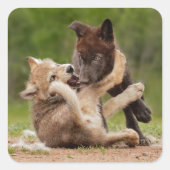 Grey Wolf Pups Worstelen Vierkante Sticker (Voorkant)