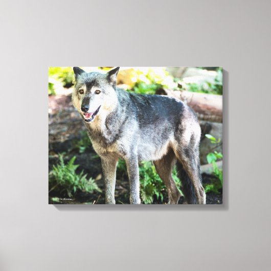 Grey Wolf Standing Alone Canvas Afdruk (Voorkant)