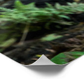 Grey Wolf Standing Alone Poster (Hoek)