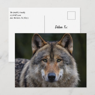 Grey Wolf Upclose Briefkaart