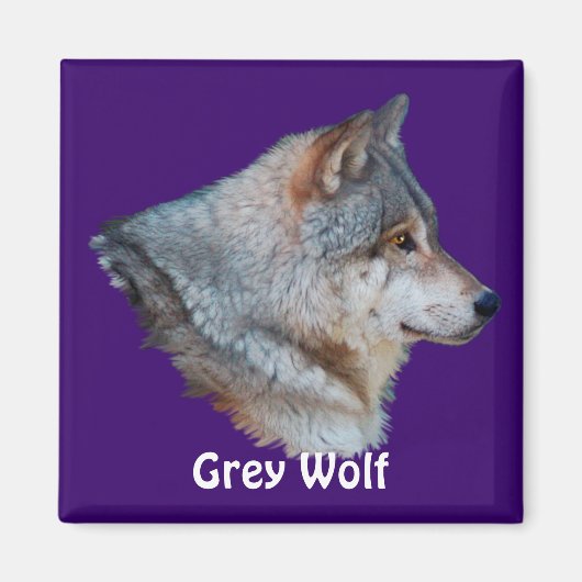 GREY WOLF Wildlife Magnet Collectie Magneet (Voorkant)