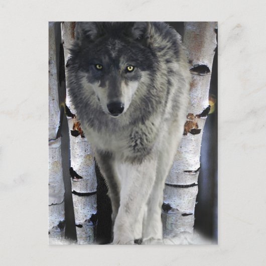 Grey Wolf & Winter Forest Wildlife Art Card Briefkaart (Voorkant)