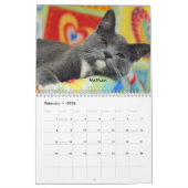 Greyfoot Cat Rescue 2016 Calendar Kalender (Feb 2026)