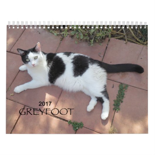 Greyfoot Cat Rescue 2017 Calendar Kalender (Hoes)