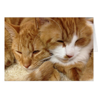 Greyfoot Cat Rescue Slaapstand Kat Card