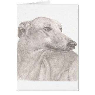 Greyhound