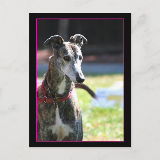 Greyhound briefkaart (Voorkant)