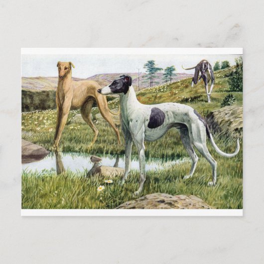Greyhound Briefkaart (Voorkant)