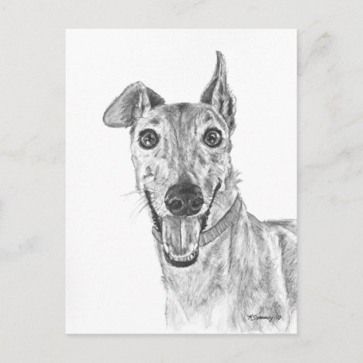 Greyhound Closeup Drawing Briefkaart (Voorkant)