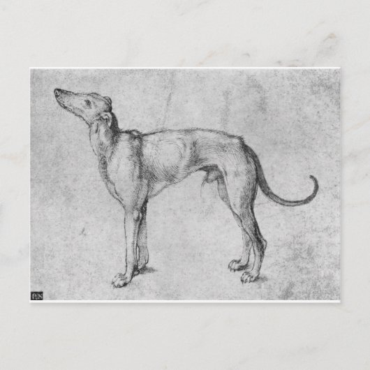 Greyhound door Albrecht Durer Briefkaart (Voorkant)