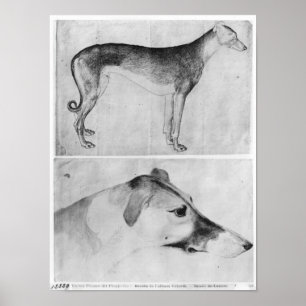 Greyhound en hoofd van een windhond poster
