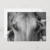 Greyhound Eyes Briefkaart (Voorkant / Achterkant)