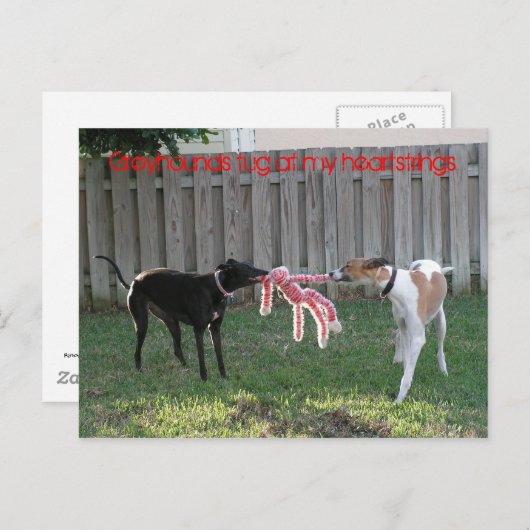Greyhound heartstrings briefkaart (Voorkant / Achterkant)
