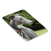 Greyhound magnet of a blue greyhound (Côté Droit)