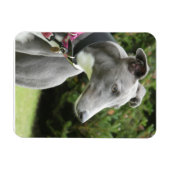 Greyhound magnet of a blue greyhound (Horizontal)
