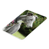 Greyhound magnet of a blue greyhound magneet (Linkerzijde)