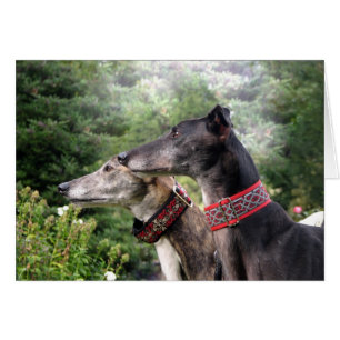 Greyhound over de waarschuwing