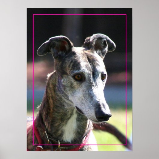 Greyhound poster (Voorkant)