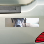 Greyhound Puppy Bumperstickers (Op auto)