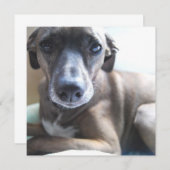 Greyhound Puppy Dog Kaart (Voorkant / Achterkant)