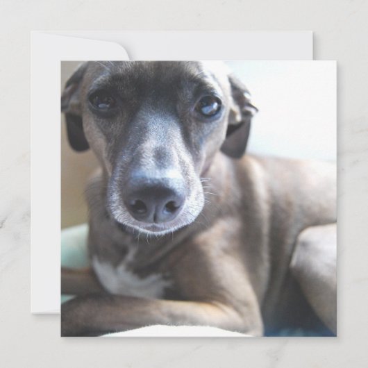 Greyhound Puppy Dog Kaart (Voorkant)