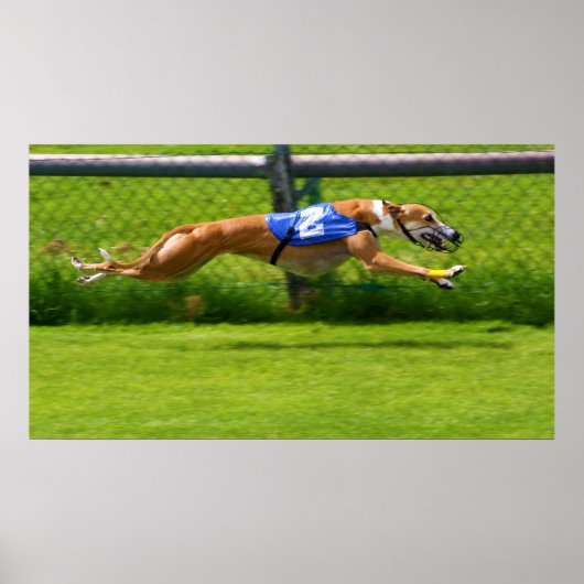 Greyhound Racing Poster (Voorkant)