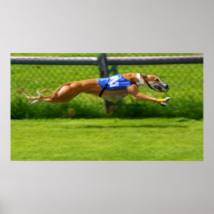 Greyhound Racing Poster