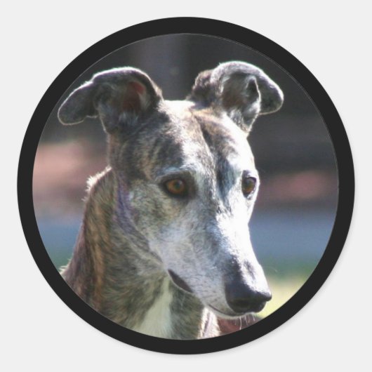 Greyhound stickers (Voorkant)