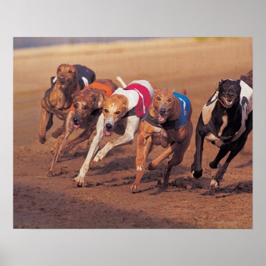 Greyhounds rennen op pad poster (Voorkant)