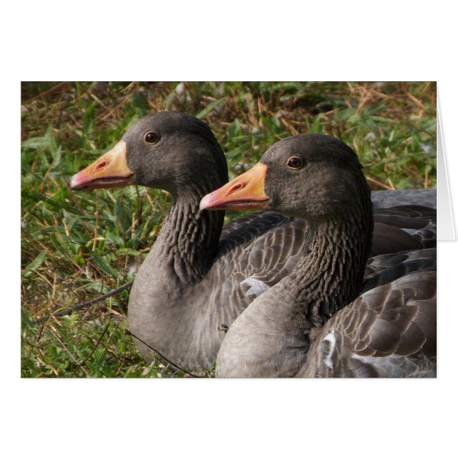 Greylag Geese (Voorkant Horizontaal)