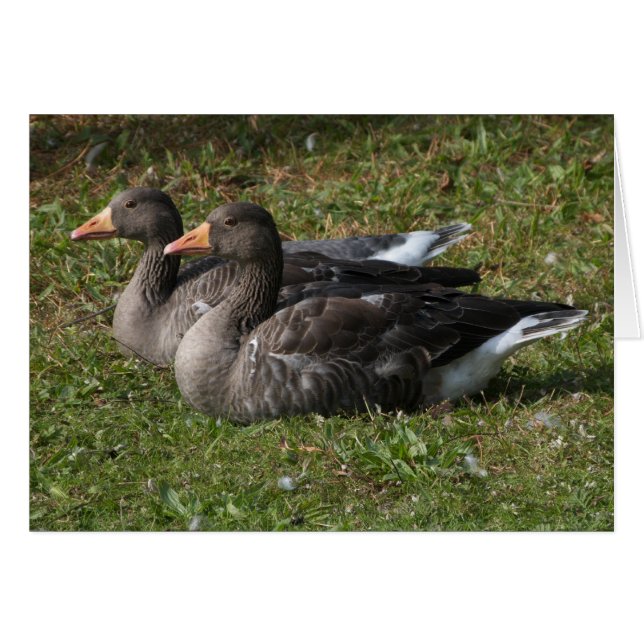 Greylag Geese (Voorkant Horizontaal)
