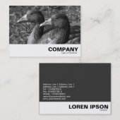 Greylag Geese B&W Visitekaartje (Voorkant / Achterkant)