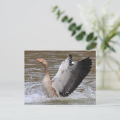 Greylag Geese Briefkaart (Staand voorkant)