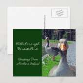 Greylag Geese (Hillsbrough Forest Park) Briefkaart (Voorkant / Achterkant)
