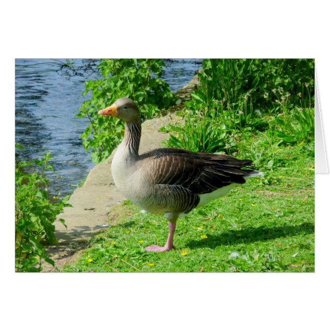 Greylag Goose (Voorkant Horizontaal)