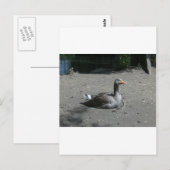 Greylag Goose Briefkaart (Voorkant / Achterkant)