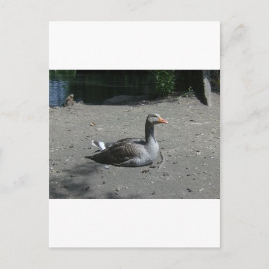 Greylag Goose Briefkaart (Voorkant)