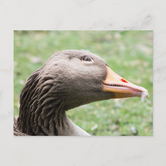 Greylag Goose Briefkaart (Voorkant)