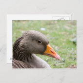 Greylag Goose Briefkaart (Voorkant / Achterkant)