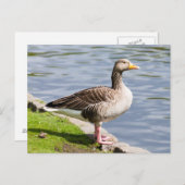 Greylag Goose Briefkaart (Voorkant / Achterkant)