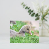 Greylag Goose Gosling Briefkaart (Staand voorkant)
